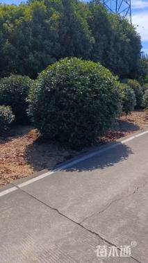 冠幅200厘米红叶石楠球