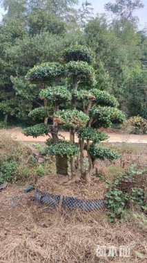 6公分造型枸骨