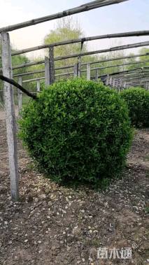 冠幅180厘米大叶黄杨球
