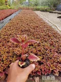 高度15厘米彩叶草