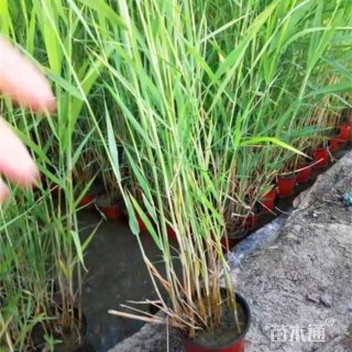 高度50厘米芦苇
