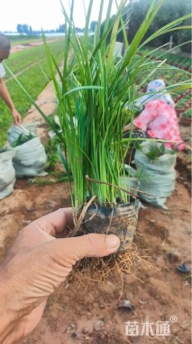 高度18厘米麦冬