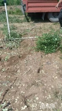 冠幅50厘米卫矛球