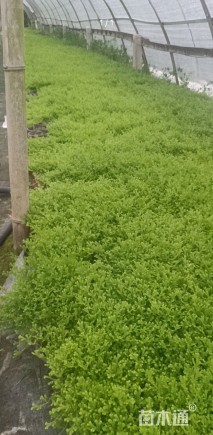 高度10厘米舞草