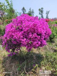 高度150厘米三角梅