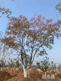 15公分丛生乌桕