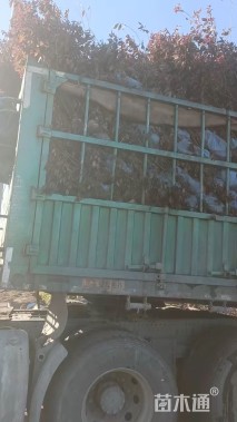 高度70厘米密枝红叶李