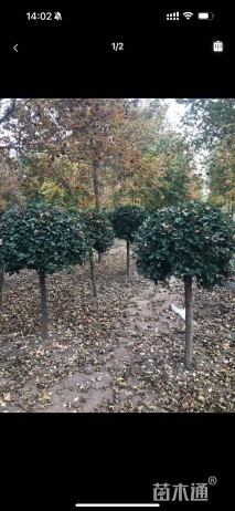 冠幅80厘米卫矛球