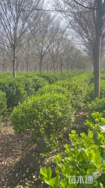 冠幅120厘米胶东卫矛球
