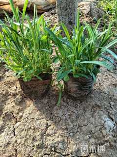 高度12厘米常夏石竹