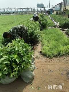 高度60厘米红王子锦带