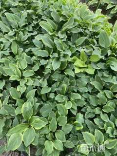 高度20厘米花叶玉簪