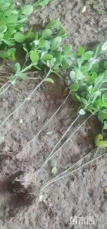 高度40厘米北海道黄杨