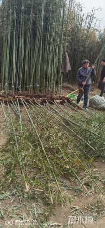地栽苗刚竹