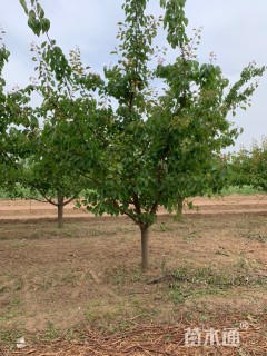 12公分杏树