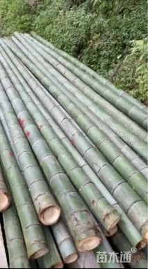 地栽苗楠竹