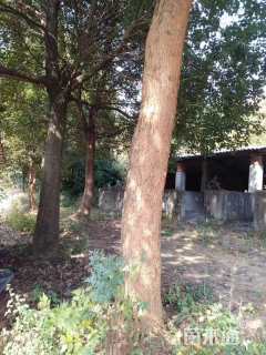 30公分香樟