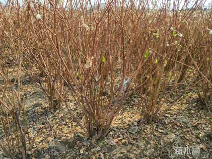 高度150厘米结香球