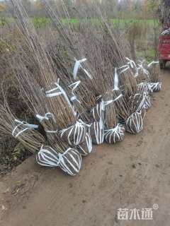 高度150厘米红王子锦带球