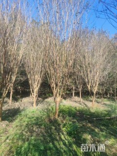 高度40厘米瓜子黄杨