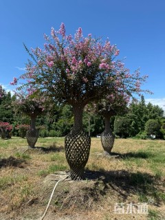 1公分紫薇花瓶