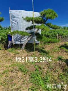13公分造型黑松
