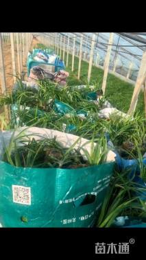 高度20厘米吉祥草