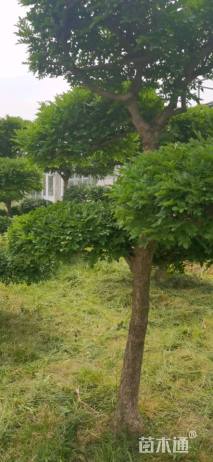 8公分白蜡