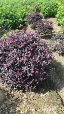 冠幅100厘米红花继木球