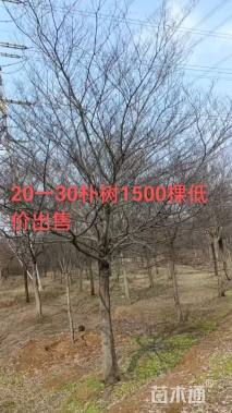 25公分朴树
