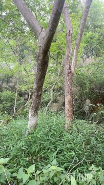 20公分海南黄花梨