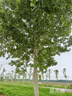 35公分法桐