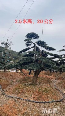 移栽苗造型罗汉松