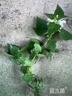 高度25厘米荆芥