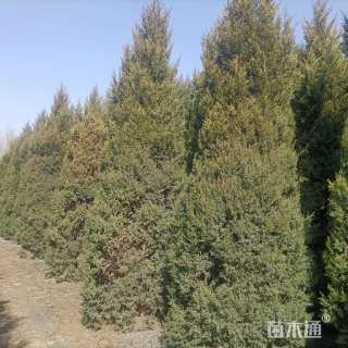 高度4000厘米雪松