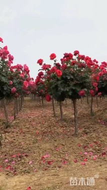 2公分树状月季