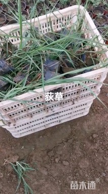 高度25厘米荻草