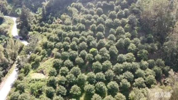 高度345厘米含笑