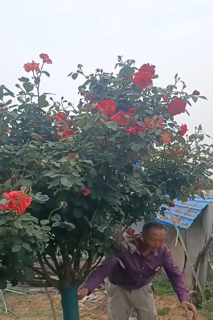 高度120厘米月季