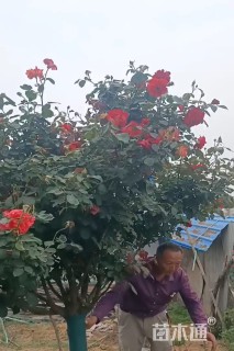 高度120厘米月季