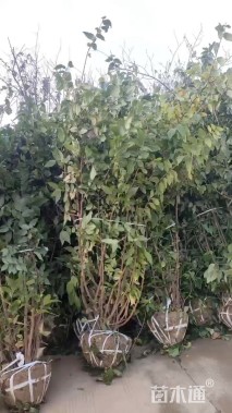 高度430厘米丛生蜡梅