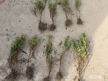 高度30厘米毛鹃