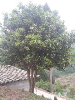 高度300厘米柑橘