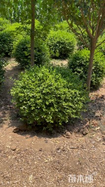 冠幅50厘米小叶黄杨球
