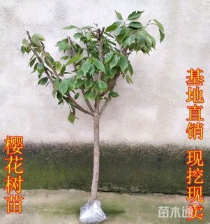 2公分樱花