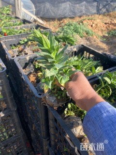 高度18厘米剪秋萝