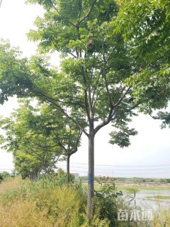 20公分栾树