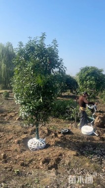 高度200厘米中华石楠