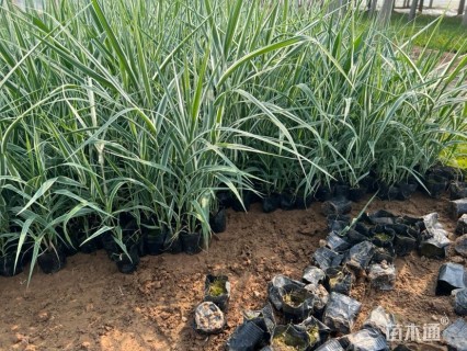 高度40厘米优质花叶芦竹基地自产自销质优价廉。