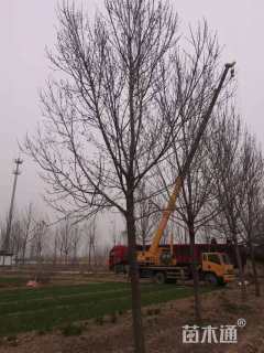 12公分速生白蜡